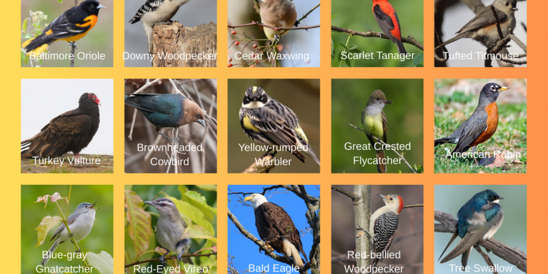 Bird Bingo Bird Bingo